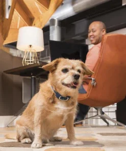 PetSafe® 100 Yard Remote Trainer Dog Collar -Doors, Windows & Millwork Sales 2530069 3