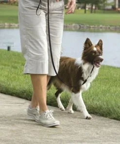 PetSafe® Gentle Leader® Black Dog Headcollar - Medium -Doors, Windows & Millwork Sales 2531304 SC