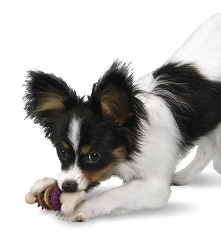 PetSafe® Busy Buddy® X-Small Treat Holding Bristle Bone® Dog Toy 2 PetSafe® Busy Buddy® X-Small Treat Holding Bristle Bone® Dog Toy - Image 2