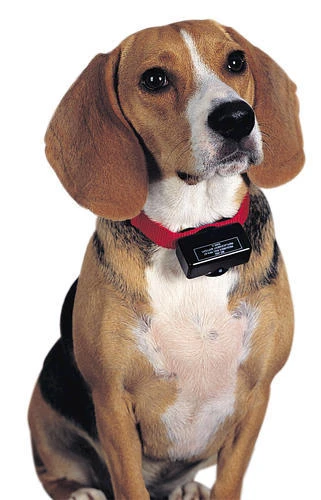 PetSafe® Basic Bark Control Dog Collar 2 PetSafe® Basic Bark Control Dog Collar - Image 2
