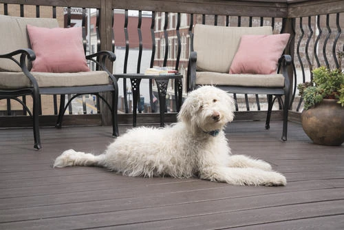 PetSafe® Lite Rechargeable Bark Dog Collar 10 PetSafe® Lite Rechargeable Bark Dog Collar - Image 10