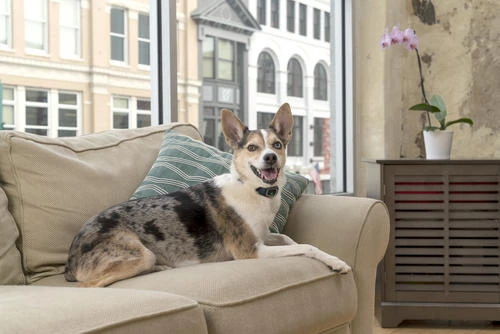 PetSafe® Lite Rechargeable Bark Dog Collar 9 PetSafe® Lite Rechargeable Bark Dog Collar - Image 9