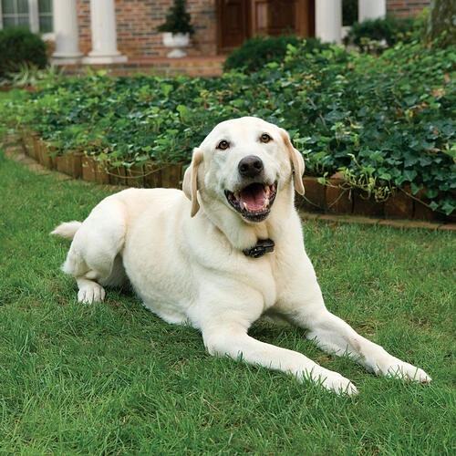 PetSafe® Wireless Pet Containment System 2 PetSafe® Wireless Pet Containment System - Image 2