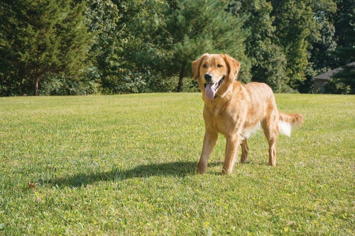 PetSafe® Wireless Pet Containment System 3 PetSafe® Wireless Pet Containment System - Image 3