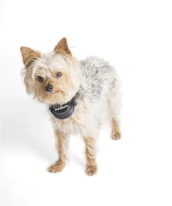 PetSafe® Stay & Play® Wireless Fence Rechargeable Receiver Dog Collar 15 PetSafe® Stay & Play® Wireless Fence Rechargeable Receiver Dog Collar -Doors, Windows & Millwork Sales PIF00 14288 PT06